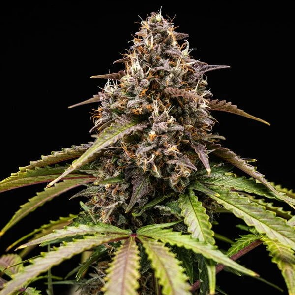 White Widow Auto - Cannaseuse - Curated Genetics - Royal Queen Seeds