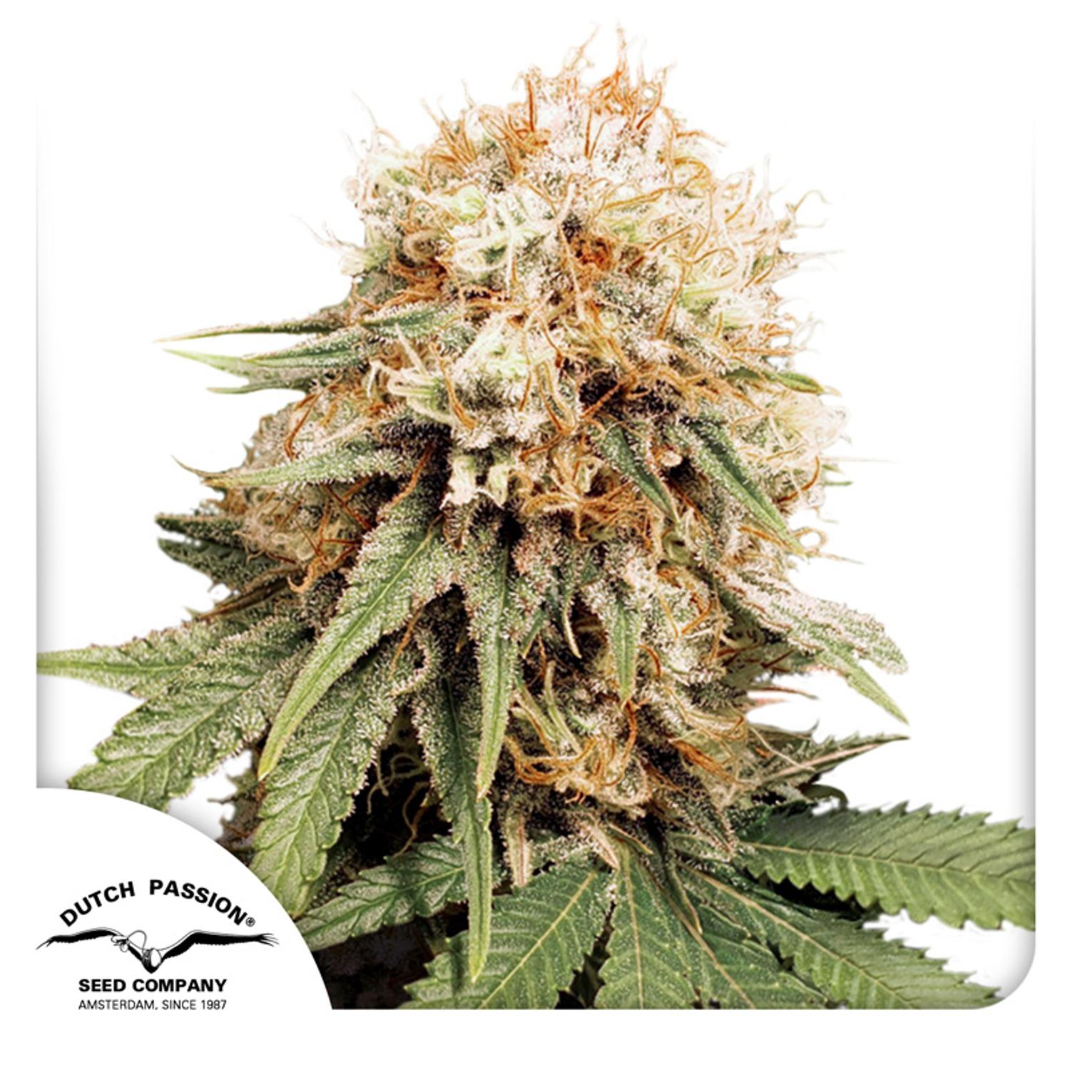 Dutch Passion-White Widow