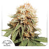 Dutch Passion-White Widow