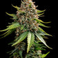 White Widow XXL Auto - Cannaseuse - Curated Genetics - Barney's Farm