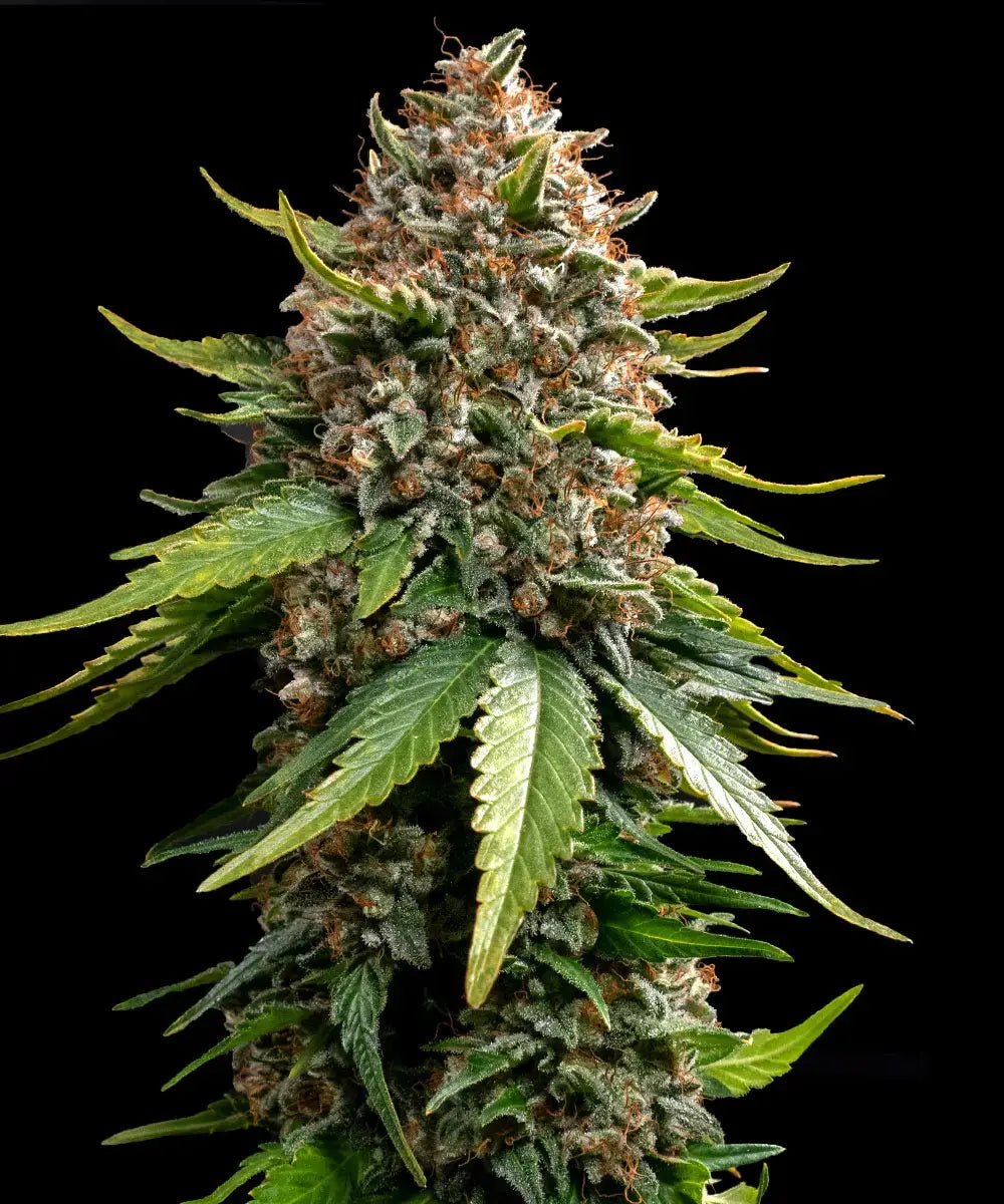 White Widow XXL Auto - Cannaseuse - Curated Genetics - Barney's Farm
