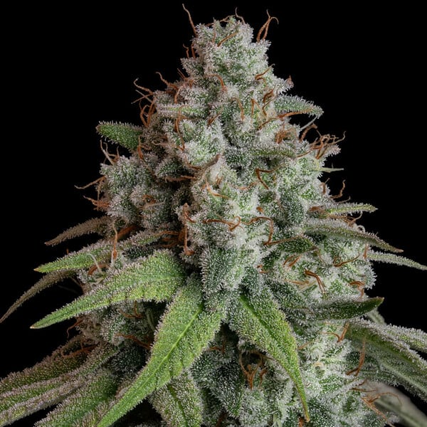 White Widow - Cannaseuse - Curated Genetics - Royal Queen Seeds
