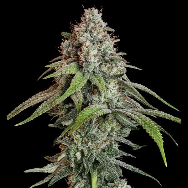 White Widow - Cannaseuse - Curated Genetics - Royal Queen Seeds