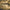 Archive Seed Bank-Wifi 43 x Dosidos