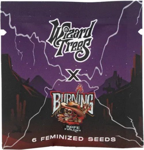 Bow Shooter - Cannaseuse - Curated Genetics - Wizard Trees