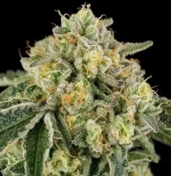 Bow Shooter - Cannaseuse - Curated Genetics - Wizard Trees