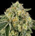 Bow Shooter - Cannaseuse - Curated Genetics - Wizard Trees