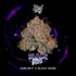 Wizard Trees-Black Light