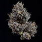 Wizard Trees-Knightcap