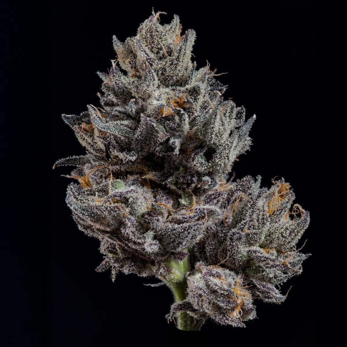 Wizard Trees-Knightcap