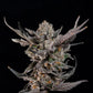 Wizard Trees-Knightcap