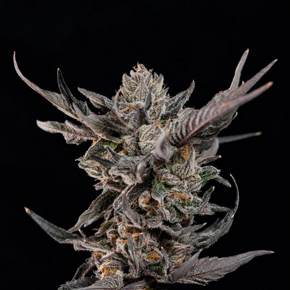 Wizard Trees-Knightcap