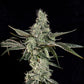 Wizard Trees-London Fog