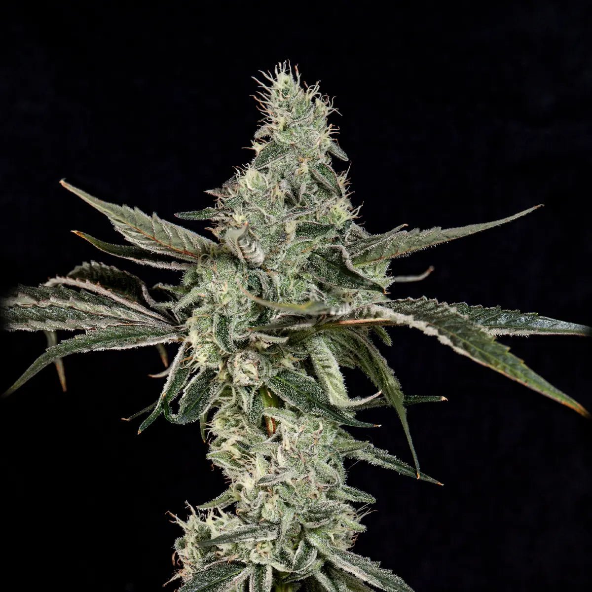 Wizard Trees-London Fog