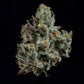 Wizard Trees-London Fog