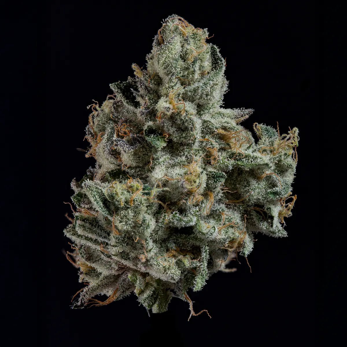 Wizard Trees-London Fog
