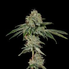 Wizard Trees-OG Hour