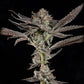 Wizard Trees-Propa Candy