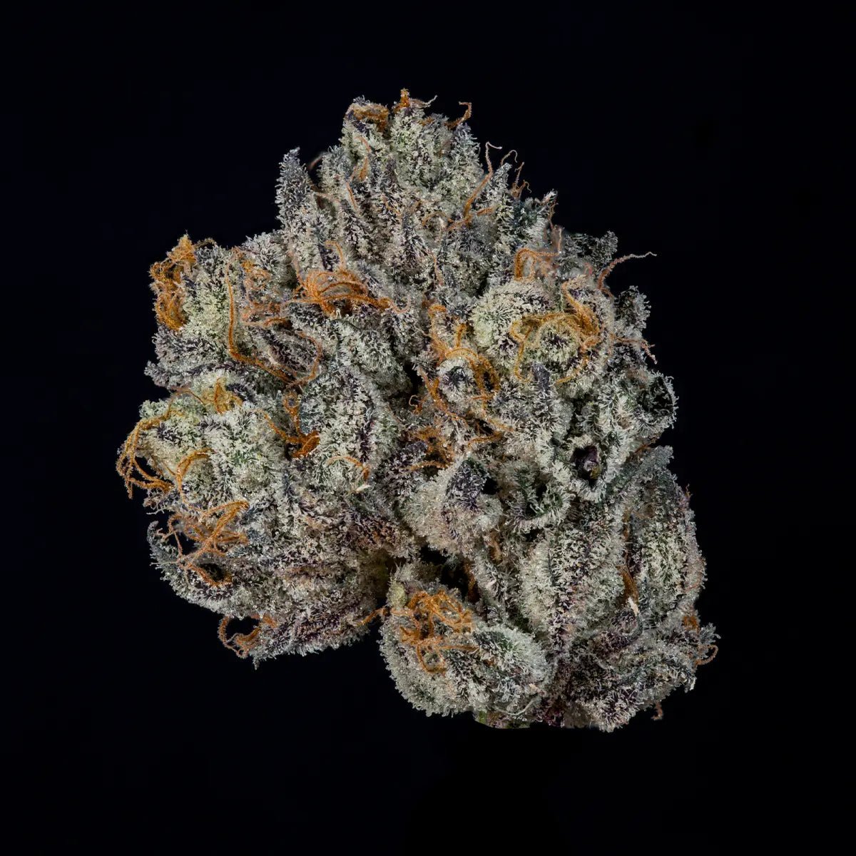 Wizard Trees-Propa Candy