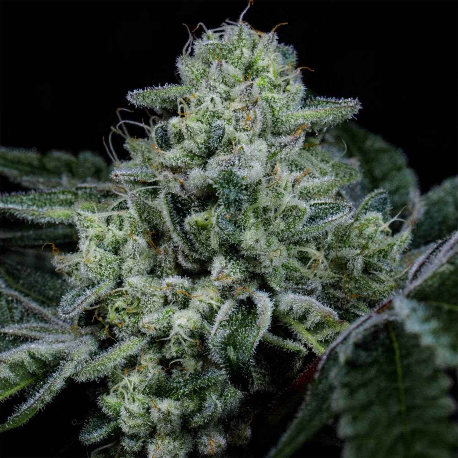 Wizard Trees-Side Piece