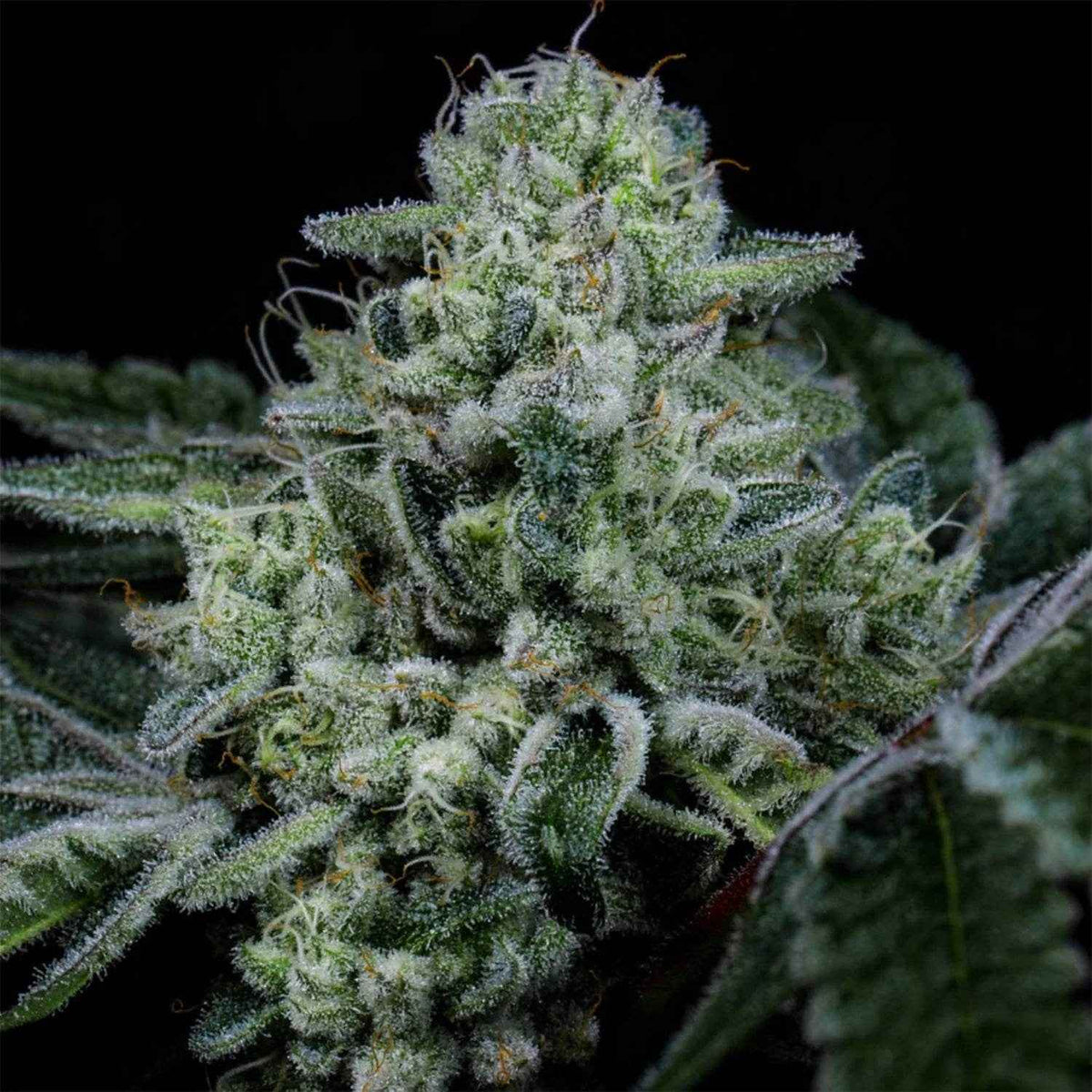 Wizard Trees-Side Piece