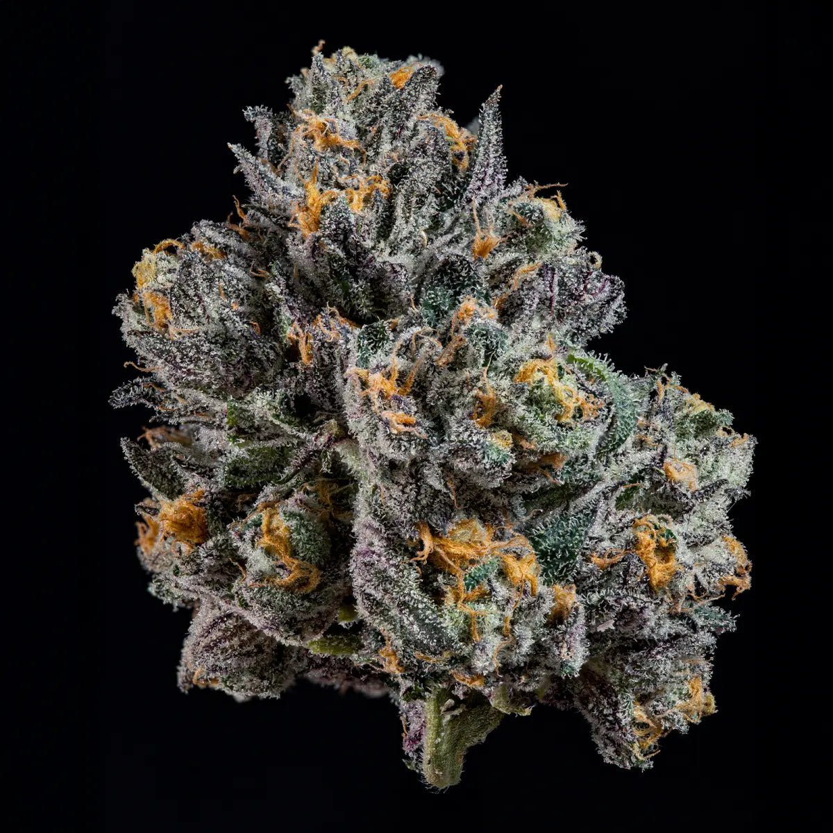 Wizard Trees-Top G