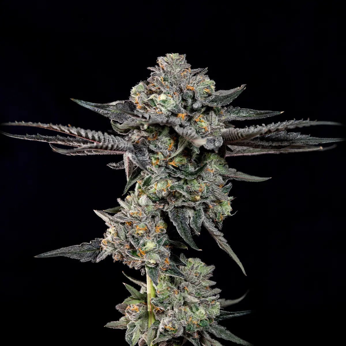 Wizard Trees-Top G