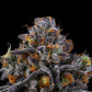 Wizard Trees-Vice Runtz