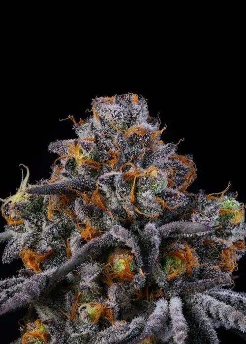 Wizard Trees-Vice Runtz