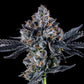 Wizard Trees-Broadway Runtz
