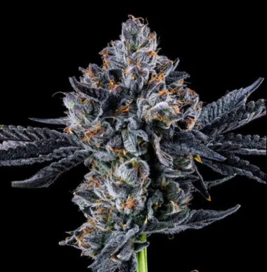 Broadway Runtz - Cannaseuse - Curated Genetics - Wizard Trees