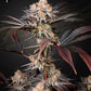 Green House Seeds-Wonder Pie