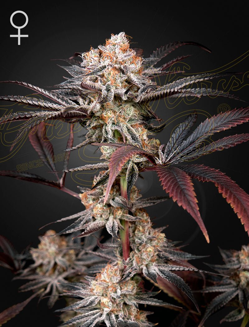 Green House Seeds-Wonder Pie