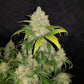 Z Auto - Cannaseuse - Curated Genetics - 42 Fast Buds