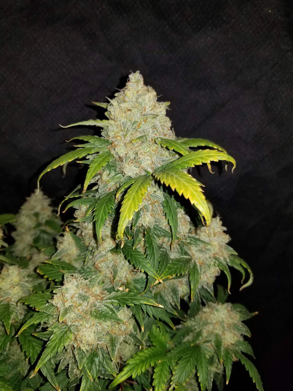 Z Auto - Cannaseuse - Curated Genetics - 42 Fast Buds