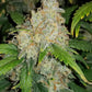 Z Auto - Cannaseuse - Curated Genetics - 42 Fast Buds