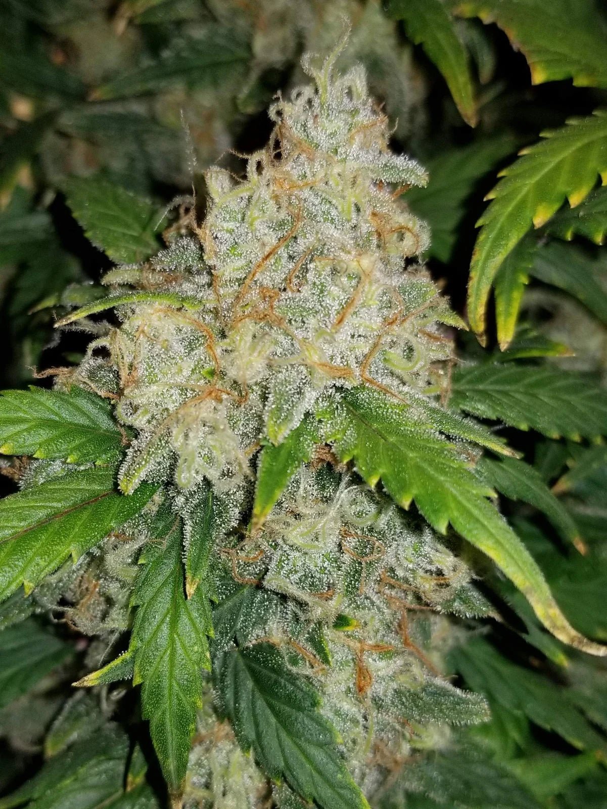 Z Auto - Cannaseuse - Curated Genetics - 42 Fast Buds