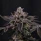 Z42™ - Cannaseuse - Curated Genetics - 42 Fast Buds