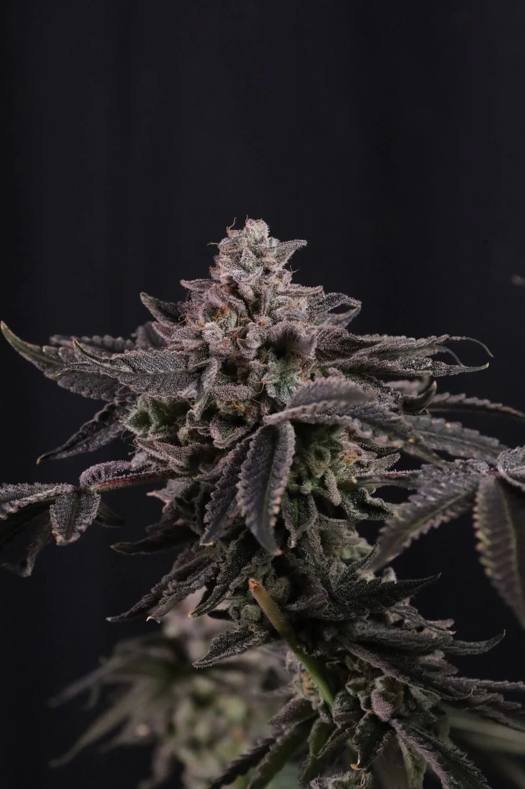 Z42™ - Cannaseuse - Curated Genetics - 42 Fast Buds