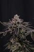 Z42™ - Cannaseuse - Curated Genetics - 42 Fast Buds