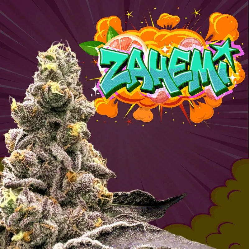 Perfect Tree Seeds-Zahemi