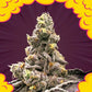 Perfect Tree Seeds-Zahemi