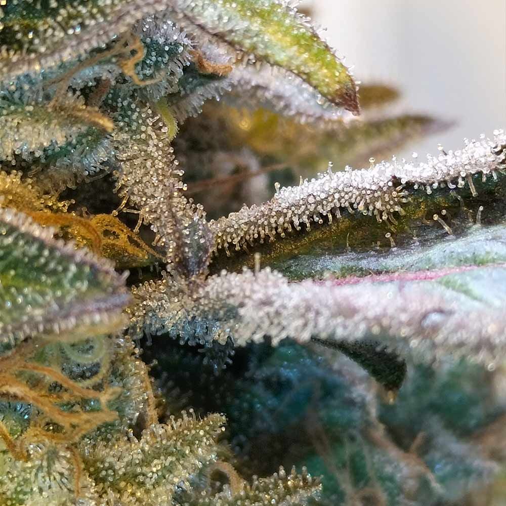 Grounded Genetics-Zilk Road