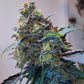 Grounded Genetics-Zilk Road