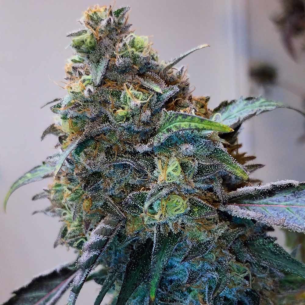 Grounded Genetics-Zilk Road