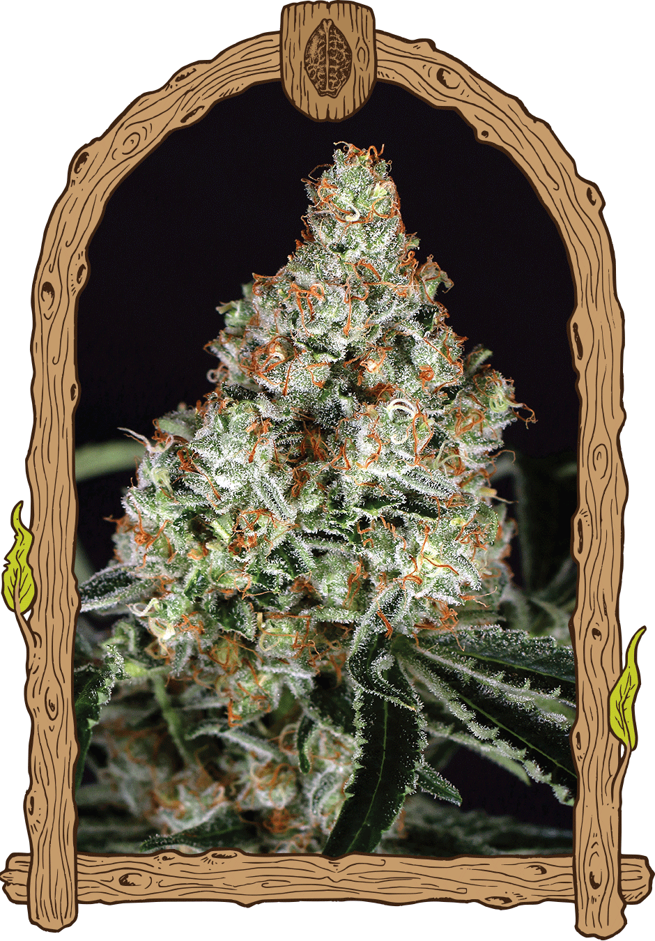 Exotic Seed-Zkittalicious
