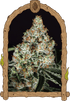 Exotic Seed-Zkittalicious