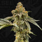 T.H.Seeds-Zour Gum