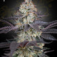 Green House Seeds-Ztrawberry
