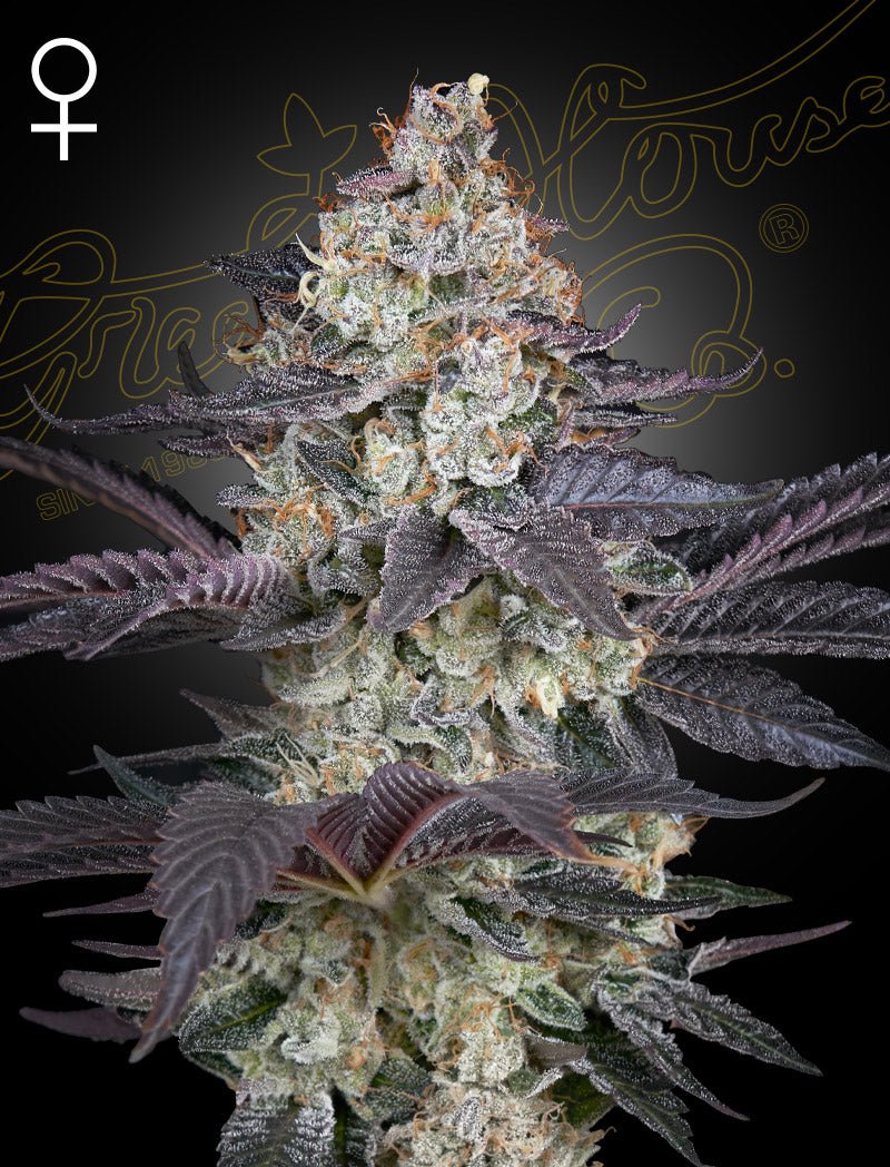 Green House Seeds-Ztrawberry